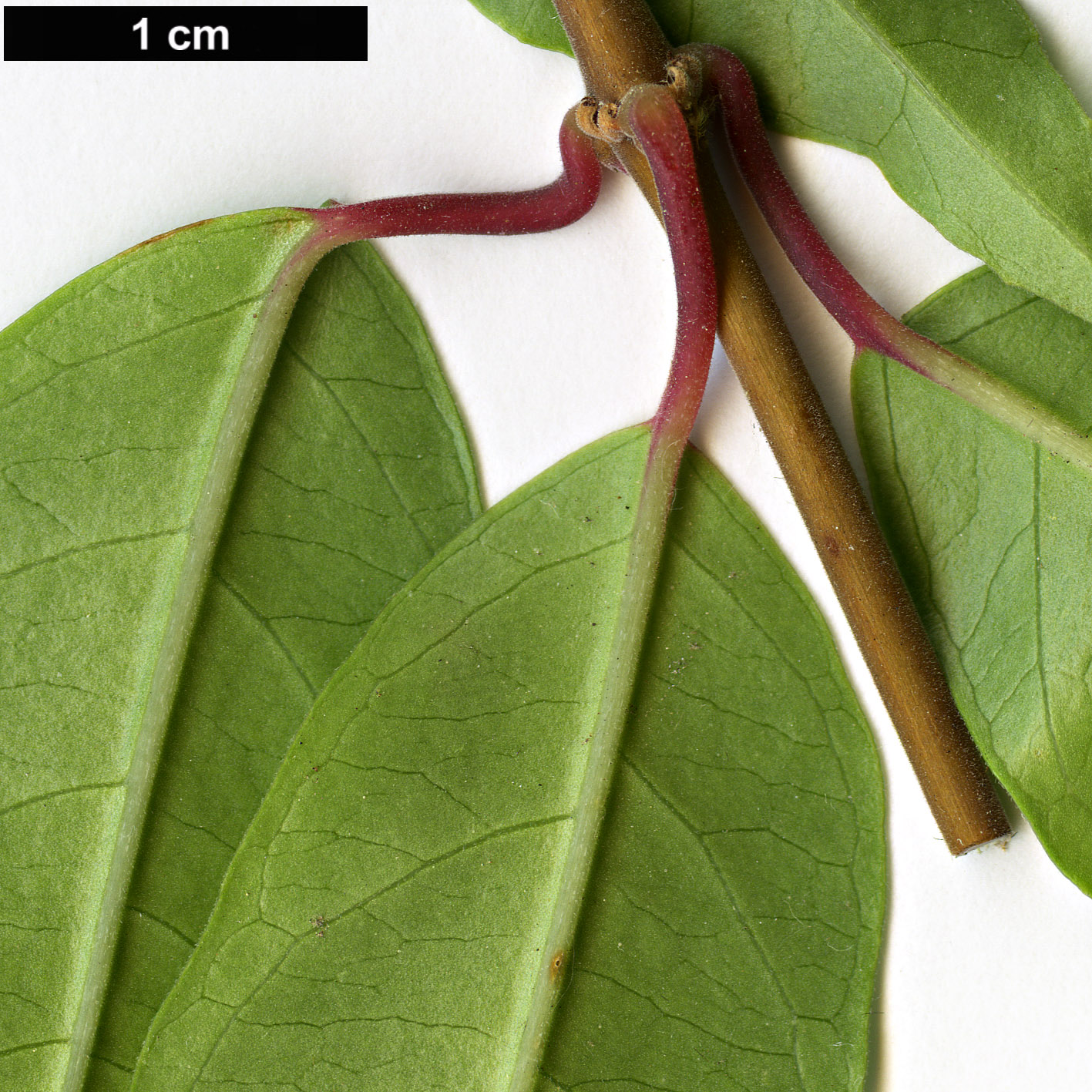 High resolution image: Family: Onagraceae - Genus: Fuchsia - Taxon: regia - SpeciesSub: subsp. serrae